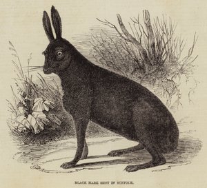 Lièvre noir abattu dans le Suffolk - English School