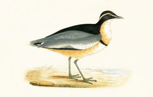 Pluvier à tête noire - English School