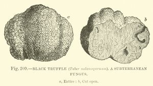 Truffe noire (Tuber melanospermum); Un champignon souterrain - English School