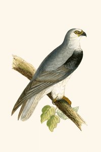 Milan à ailes noires, illustration de 