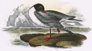 Mouette rieuse - English School