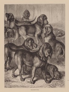 Chiens de sang (gravure) - English School