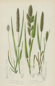 Herbe des marais bleue, Herbe paniculée lâche, Herbe à soies rugueuses, Herbe à soies vertes - English School