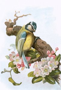Mésange bleue
