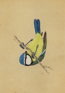 Mésange bleue