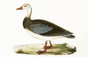 Oie à ailes bleues, illustration de 