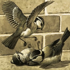 Oiseaux bleus