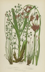 Scirpe à bords émoussés, Scirpe des marais salants, Scirpe des bois, Scirpe à tête chocolat, Scirpe à tige écailleuse - English School