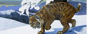 Lynx roux - English School