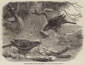 Oiseaux de paradis dans la ménagerie de la Société zoologique - English School