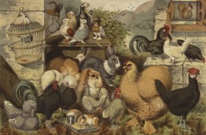 Animaux de compagnie des garçons