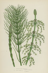 Prêle des bois ramifiée, prêle à sommet émoussé - English School