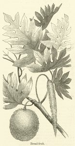 Arbre à pain - English School