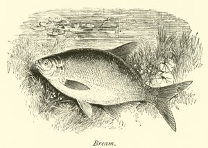 Brème