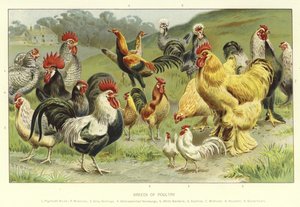 Races de volailles - English School