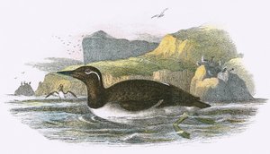 Guillemot bridé - English School
