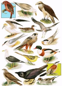 Oiseaux britanniques - English School