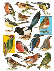 Oiseaux britanniques - English School