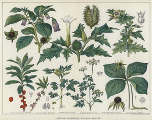 Plantes vénéneuses britanniques