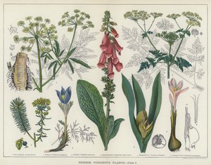 Plantes vénéneuses britanniques - English School