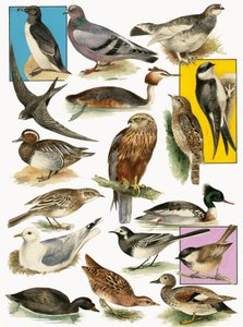 Oiseaux britanniques - English School