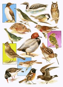 Oiseaux britanniques - English School