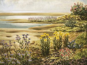 Fleurs des marais salants britanniques - English School
