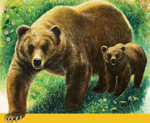 Ours brun et son petit