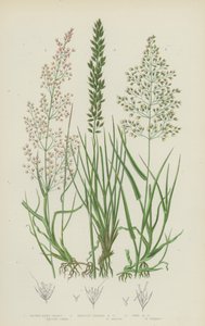Agrostide brune, agrostide à feuilles de soie, agrostide fine - English School
