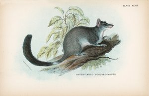 Souris à poche à queue brossée - English School