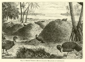 Dindons brosses, mégapodes constructeurs de monticules d