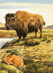 Buffle - English School