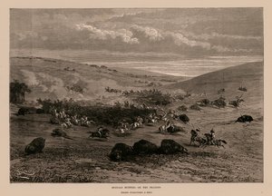 Chasse au bison dans les prairies (gravure) - English School