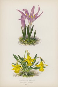 Bulbocodium Vernum; Narcissus Minor (lithographie en couleur) - English School