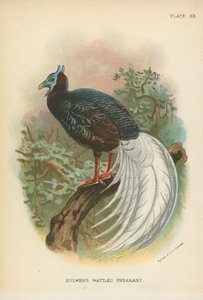 Faisan à caroncules de Bulwer - English School