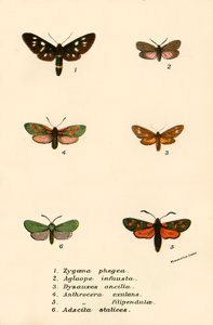 Papillons - English School