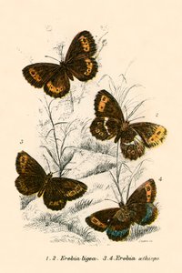 Papillons - English School