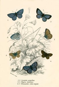 Papillons - English School