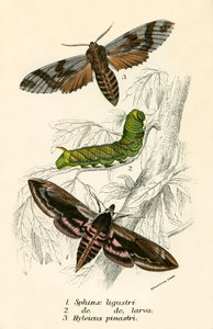 Papillons - English School