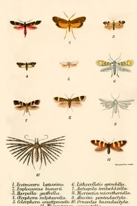 Papillons - English School