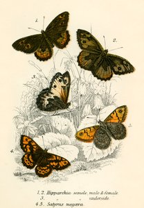 Papillons - English School