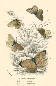 Papillons - English School