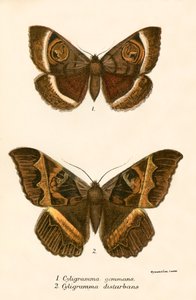 Papillons - English School