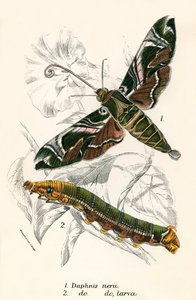 Papillons