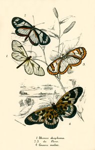 Papillons - English School