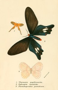 Papillons - English School