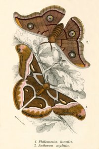 Papillons - English School