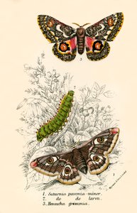 Papillons - English School