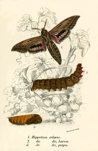 Papillons - English School