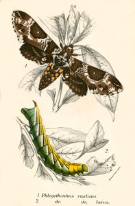Papillons - English School